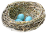 Robin Nest