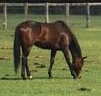 Ranch horse